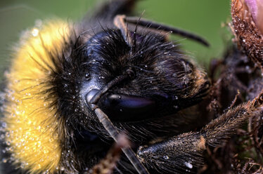 Porträt einer Hummel, Bombus, Nahaufnahme - MJOF000894