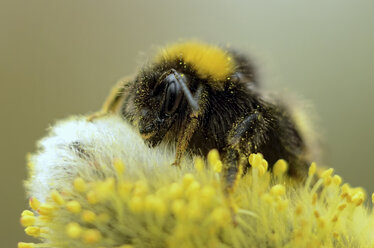 Bumblebee, Bombus, sitting on blossom - MJOF000901