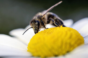 Honigbiene, Apis, auf einer Blüte - MJOF000897
