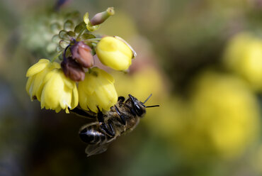 Honigbiene, Apis, hängt an der Blüte - MJOF000898
