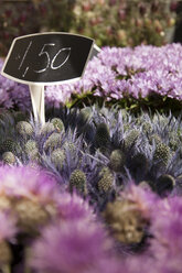 Niederlande, Amsterdam, Schnittblumen auf dem Markt - FCF000466