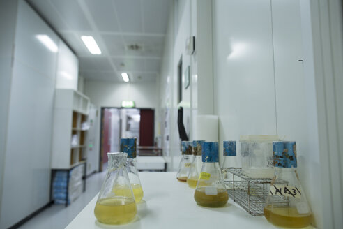Erlenmeyerkolben in einem Biologielabor - SGF001112