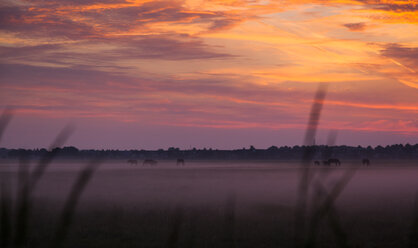 Netherlands, horses on pasture at sunrise near Ijsselmeer - FCF000499