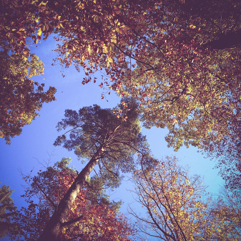 Wald im Herbst, lizenzfreies Stockfoto