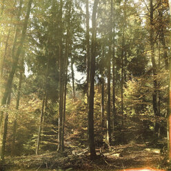 Wald im Herbst - LVF002339