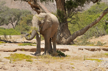 Afrika, Namibia, Kaokoland, Afrikanischer Elefant, Loxodonta africana, am Hoanib-Fluss in der Namib-Wüste - ESF001479
