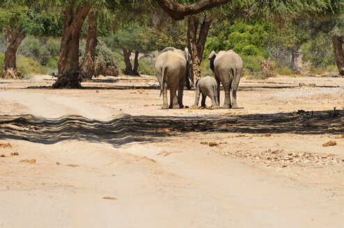 Africa, Namibia, Kaokoland, family of three African elephants, Loxodonta africana, at Hoanib River in the Namib Desert - ESF001480