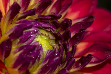 Part of multi-coloured blossom of Dahlia with water drops - MABF000266