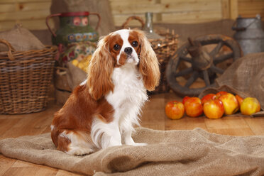 Porträt eines Cavalier King Charles Spaniels, sitzend auf Jute vor bäuerlicher Dekoration - HTF000540