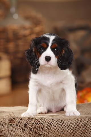 Porträt eines Cavalier King Charles Spaniels, Welpe, lizenzfreies Stockfoto