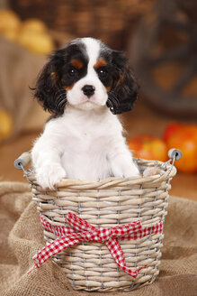 Cavalier King Charles Spaniel, Welpe, sitzend in einem Korb - HTF000545