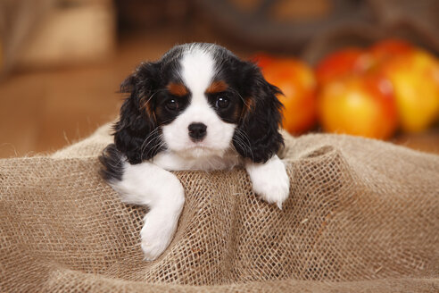 Cavalier King Charles Spaniel, Welpe, liegend auf Jute - HTF000547