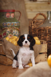 Cavalier King Charles Spaniel, Welpe, sitzend vor bäuerlicher Dekoration - HTF000548