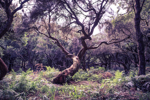 Portugal, Madeira, Lorbeerbaum, Laurus nobilis, im Wald, lizenzfreies Stockfoto