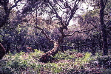 Portugal, Madeira, laurel tree, Laurus nobilis, in the wood - VTF000350