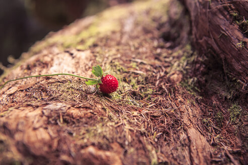 Portugal, Madeira, Walderdbeere, Fragaria vesca, wächst auf Lorbeerbaum, Laurus nobilis - VTF000353