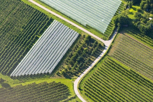 Germany, Baden-Wuerttemberg, Friedrichshafen, aerial view of orchard - SHF001716