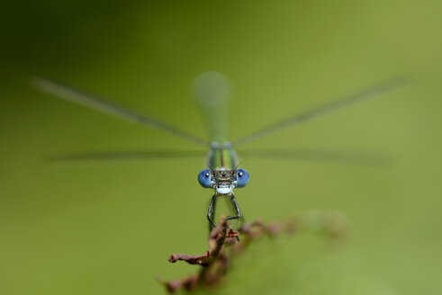 Smaragdlibelle, Lestes sponsa, vor grünem Hintergrund - MJOF000902