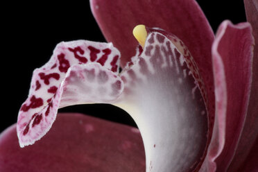 Teil der Bootsorchidee, Cymbidium - MJOF000903