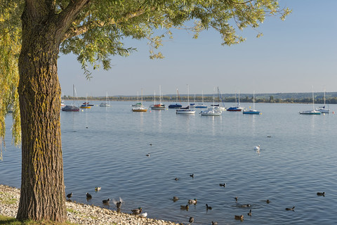 Deutschland, Baden-Württemberg, Bodensee, Segelboote und Insel Reichenau von Allensbach aus gesehen, lizenzfreies Stockfoto