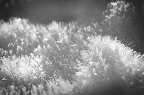 Schnee im Sonnenlicht, Nahaufnahme - PUF000329