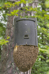 Deutschland, Baden-Württemberg, Überlingen, Bienenstöcke auf einem Überwinterungskasten für eine Fledermaus - SHF001690