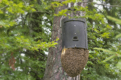 Deutschland, Baden-Württemberg, Überlingen, Bienenstöcke auf einem Überwinterungskasten für eine Fledermaus - SHF001689
