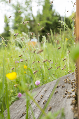 Deutschland, Baden-Württemberg, Ueberlingen, Bienenschwarm am Bienenkasten, lizenzfreies Stockfoto