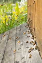 Germany, Baden-Wuerttemberg, Ueberlingen, bee swarm at bee box - SHF001687