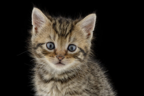 Porträt eines gestromten Kätzchens, Felis Silvestris Catus, mit blauen Augen - MJOF000911