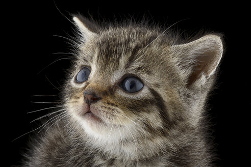 Porträt eines gestromten Kätzchens, Felis Silvestris Catus, mit blauen Augen - MJOF000910