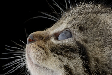 Profile of tabby kitten, Felis Silvestris Catus, in front of black background - MJOF000906