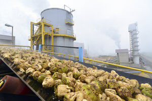 Conveyor belt with sugar beets at a sugar mill - LYF000351