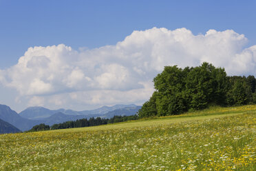 Germany, Bavaria, Samerberg, flower meadow - SIEF006298