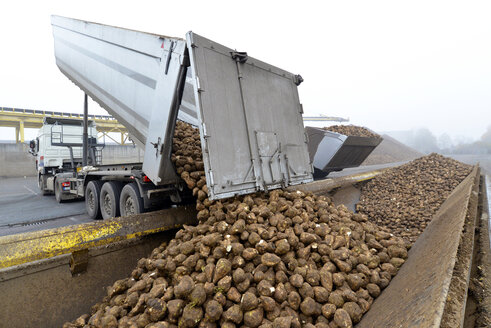 Delivery of sugar beets at a sugar mill - LYF000385