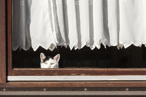 Deutschland, schwarz-weiße Katze schaut durchs Fenster - EVGF001091