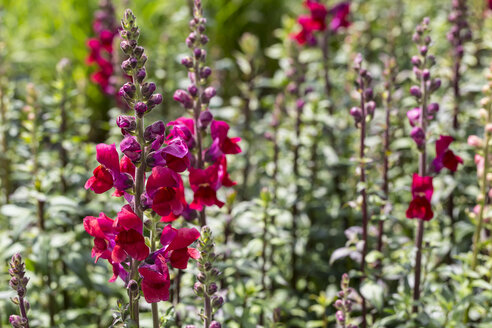 Rote Antirrhinum, Nahaufnahme - MABF000275