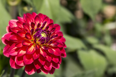 Close-up of red dahlia - MABF000276
