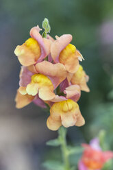 Nahaufnahme von Antirrhinum - MABF000280