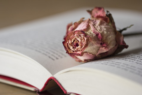 Getrocknete Rosenblüte auf aufgeschlagenem Buch, lizenzfreies Stockfoto