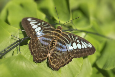 Deutschland, Baden-Württemberg, Insel Mainau, Schmetterling im Schmetterlingshaus - SHF001803