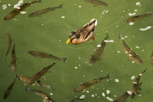 Stockente und Döbel im Wasser - SHF001772