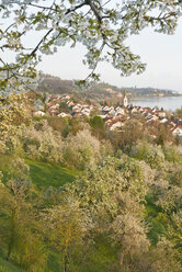 Deutschland, Baden-Württemberg, Bodensee, Sipplingen, blühende Bäume und Stadtbild mit Kirche - SHF001778