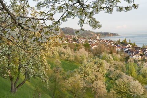 Deutschland, Baden-Württemberg, Bodensee, Sipplingen, blühende Bäume und Stadtbild mit Kirche, lizenzfreies Stockfoto