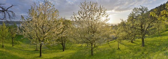 Germany, Baden-Wuerttemberg, Lake Constance, Sipplingen, blooming trees at sunset - SHF001805