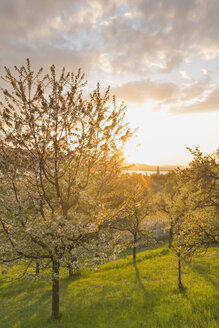 Germany, Baden-Wuerttemberg, Lake Constance, Sipplingen, blooming trees at sunset - SHF001806