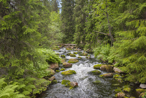 Sweden, Dalarna County, Fulufjaellet National Park, creek and forest stock photo