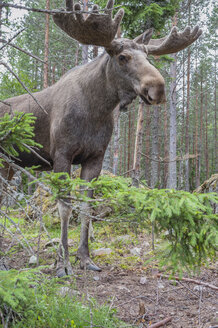 Schweden, Dalarna, Eurasischer Elch im Wald - JBF000150