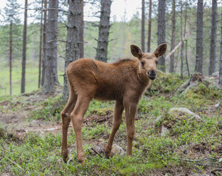 Schweden, Dalarna, jugendlicher Elch im Wald - JBF000152