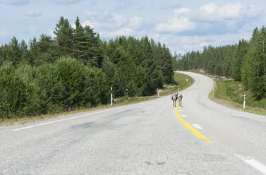 Finland, Lapland, road to Kuusamo, reindeers on the road - JBF000170